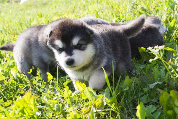 Катание на хаски в Саратове. Ultra Подарки. Катание на хаски в Саратове. Попробуйте Катание на хаски. Сервис: UltraPodarki.ru 8 800 505 95 30. Катание на хаски Саратов, Катание на хаски в Саратове, хаски, животные в Саратове, 