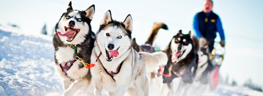 Катание на хаски в Саратове. Ultra Подарки. Катание на хаски в Саратове. Попробуйте Катание на хаски. Сервис: UltraPodarki.ru 8 800 505 95 30. Катание на хаски Саратов, Катание на хаски в Саратове, хаски, животные в Саратове, 