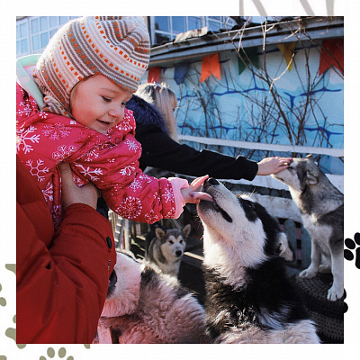 Катание на хаски в Саратове. Ultra Подарки. Катание на хаски в Саратове. Попробуйте Катание на хаски. Сервис: UltraPodarki.ru 8 800 505 95 30. Катание на хаски Саратов, Катание на хаски в Саратове, хаски, животные в Саратове, 