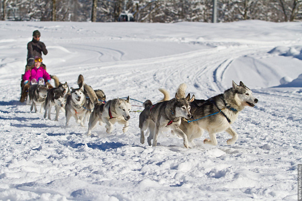 Катание на хаски в Саратове. Ultra Подарки. Катание на хаски в Саратове. Попробуйте Катание на хаски. Сервис: UltraPodarki.ru 8 800 505 95 30. Катание на хаски Саратов, Катание на хаски в Саратове, хаски, животные в Саратове, 