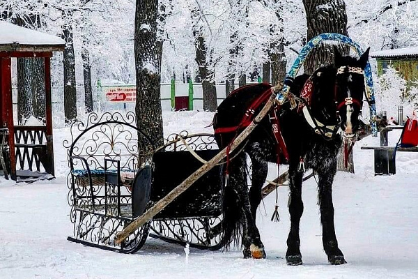 Конная прогулка для двоих в Саратове. Подарочные сертификаты Ultra Подарки. Купить оригинальный подарок или подарочный сертификат на Конная прогулка для двоих в Саратове. Сервис UltraPodarki.ru 8-800-505-9530. Катание на лошадях, Прогулка на лошади, Прогулка на лошадях для двоих, Конная прогулка для двоих, конный клуб, Конный клуб, конная прогулка, конная прогулка в Саратове