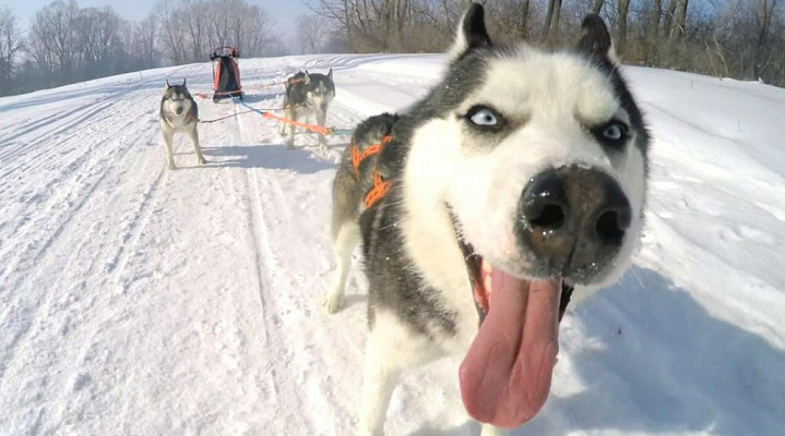 Катание на хаски в Саратове. Ultra Подарки. Катание на хаски в Саратове. Попробуйте Катание на хаски. Сервис: UltraPodarki.ru 8 800 505 95 30. Катание на хаски Саратов, Катание на хаски в Саратове, хаски, животные в Саратове, 