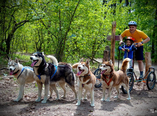 Катание на хаски в Саратове. Ultra Подарки. Катание на хаски в Саратове. Попробуйте Катание на хаски. Сервис: UltraPodarki.ru 8 800 505 95 30. Катание на хаски Саратов, Катание на хаски в Саратове, хаски, животные в Саратове, 