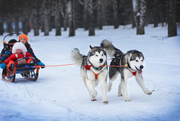 Катание на хаски в Саратове. Ultra Подарки. Катание на хаски в Саратове. Попробуйте Катание на хаски. Сервис: UltraPodarki.ru 8 800 505 95 30. Катание на хаски Саратов, Катание на хаски в Саратове, хаски, животные в Саратове, 