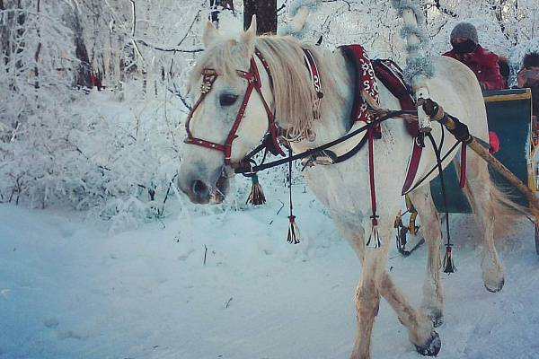 Конная прогулка для двоих в Саратове. Подарочные сертификаты Ultra Подарки. Купить оригинальный подарок или подарочный сертификат на Конная прогулка для двоих в Саратове. Сервис UltraPodarki.ru 8-800-505-9530. Катание на лошадях, Прогулка на лошади, Прогулка на лошадях для двоих, Конная прогулка для двоих, конный клуб, Конный клуб, конная прогулка, конная прогулка в Саратове